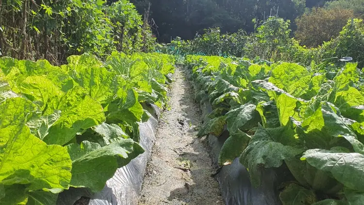 예천온천주말농장 사진 2