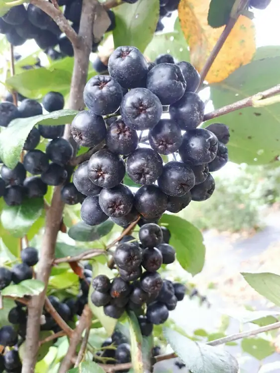 영민농원 사진 4