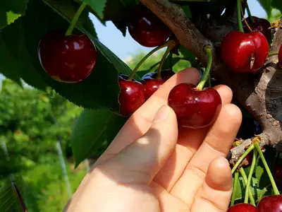 체리마미농장