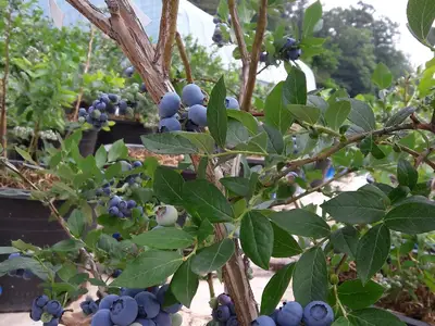 숭선산골농장