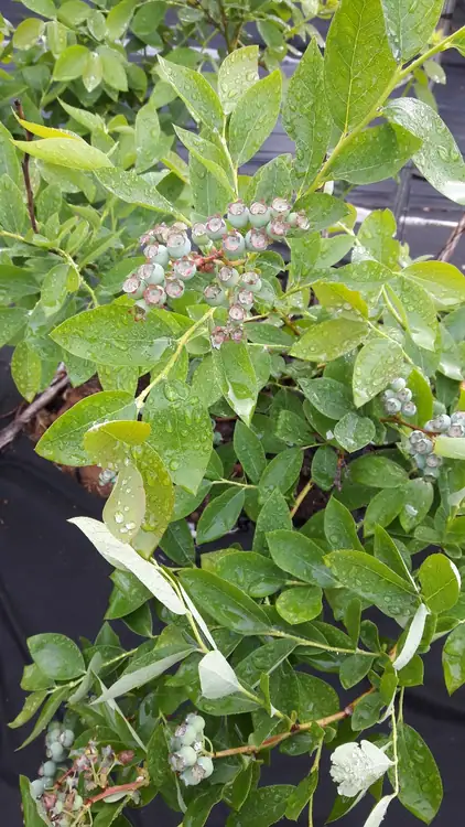 숭선산골농장 사진 2