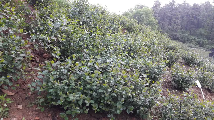 숭선산골농장 사진 3