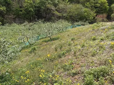 영월성경산채체험농장