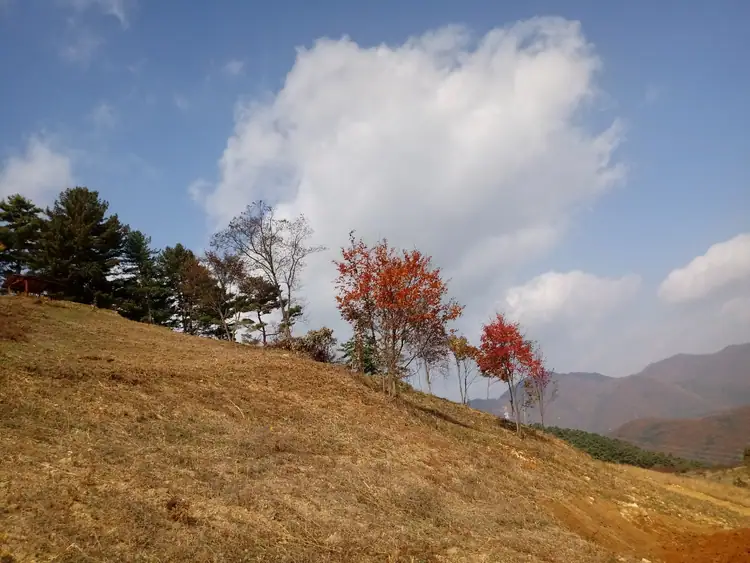 영월성경산채체험농장 사진 4