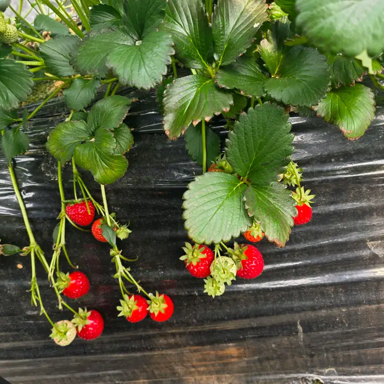딸기공방 사진 2