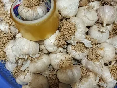 흑마늘농원