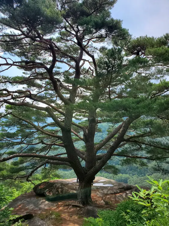신농산삼약초농원 사진 2