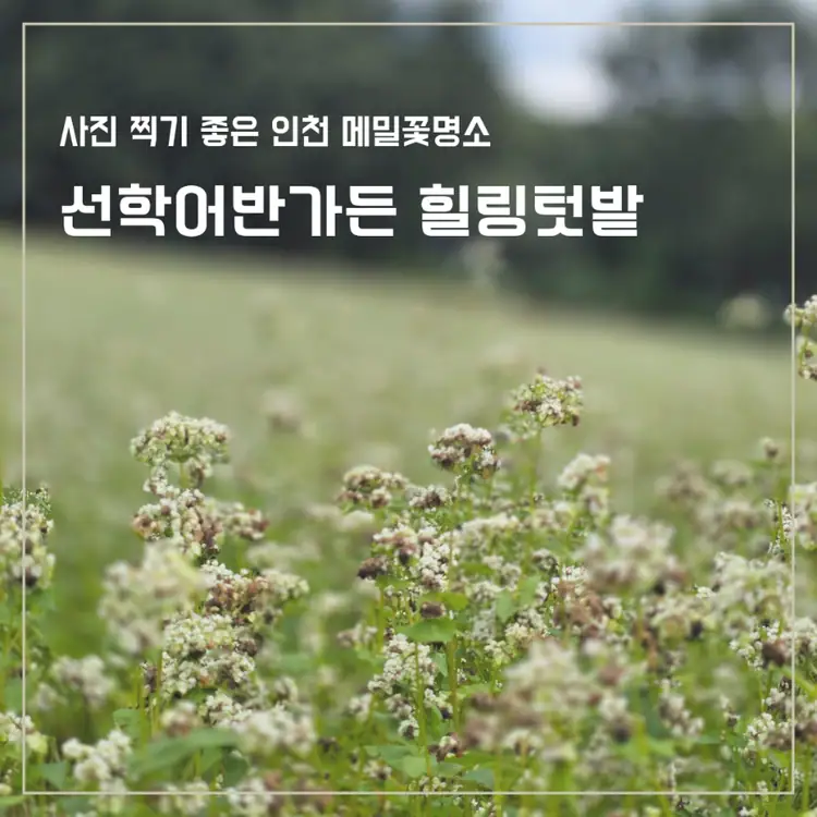 선학어반가든 힐링텃밭 사진 5