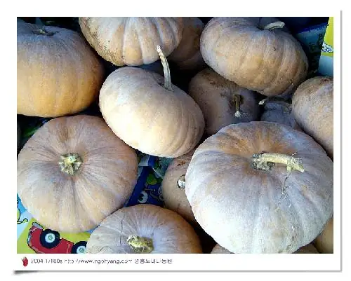 바다농원 사진 5