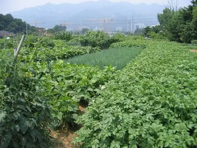 사기막골주말농장