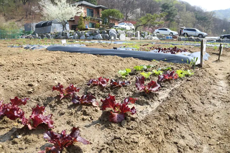 사기막골주말농장 사진 2
