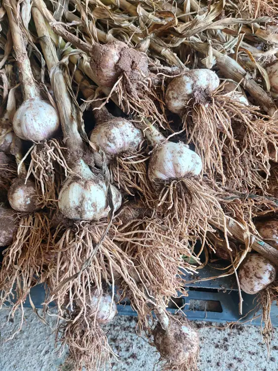 복동농장 사진 4