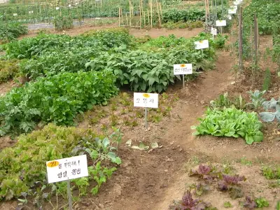 송능주말농장 사진 2