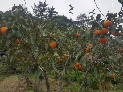 봉대농원