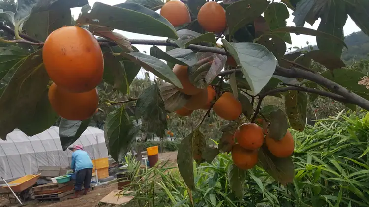 봉대농원 사진 5
