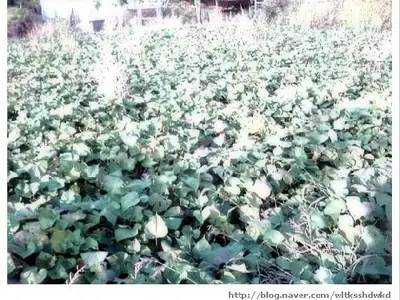 지산농장