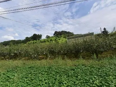 양수농원