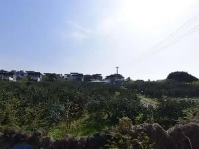 낭만감귤