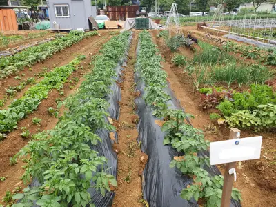 힐링주말농장