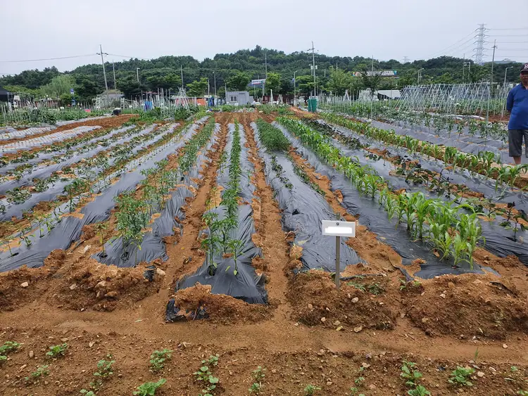 힐링주말농장 사진 4