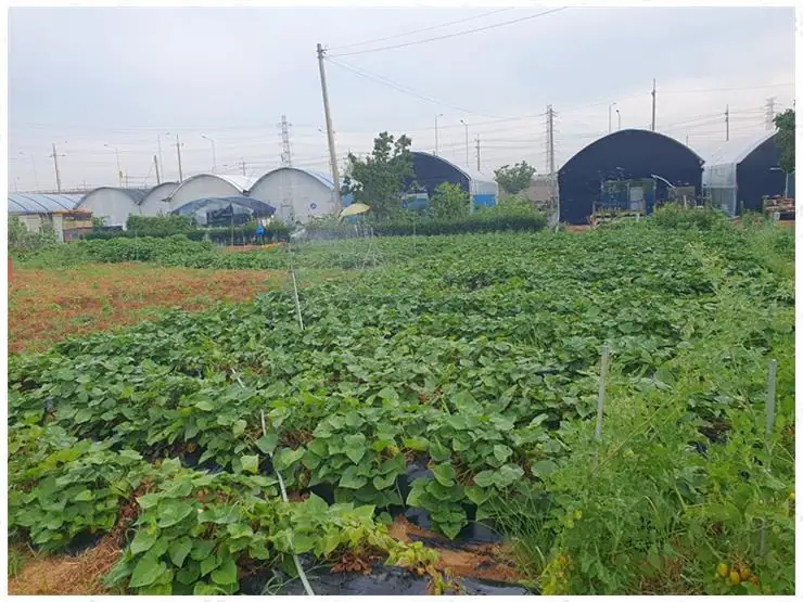 힐링주말농장 사진 5