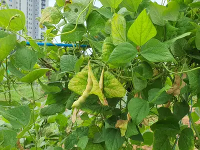 행복주말농장