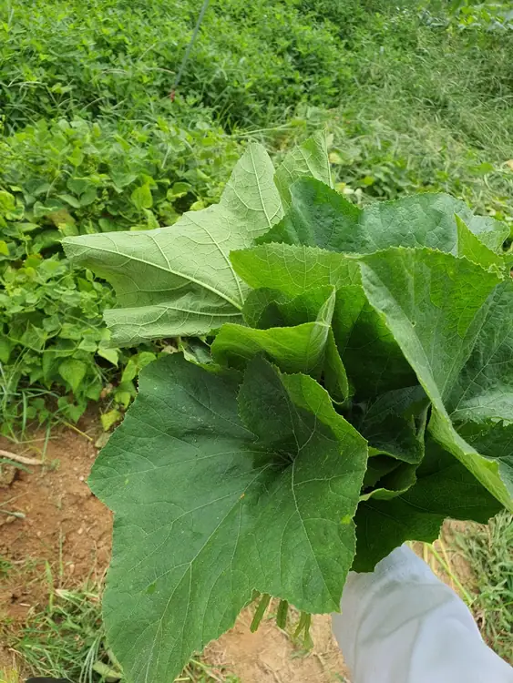 행복주말농장 사진 3