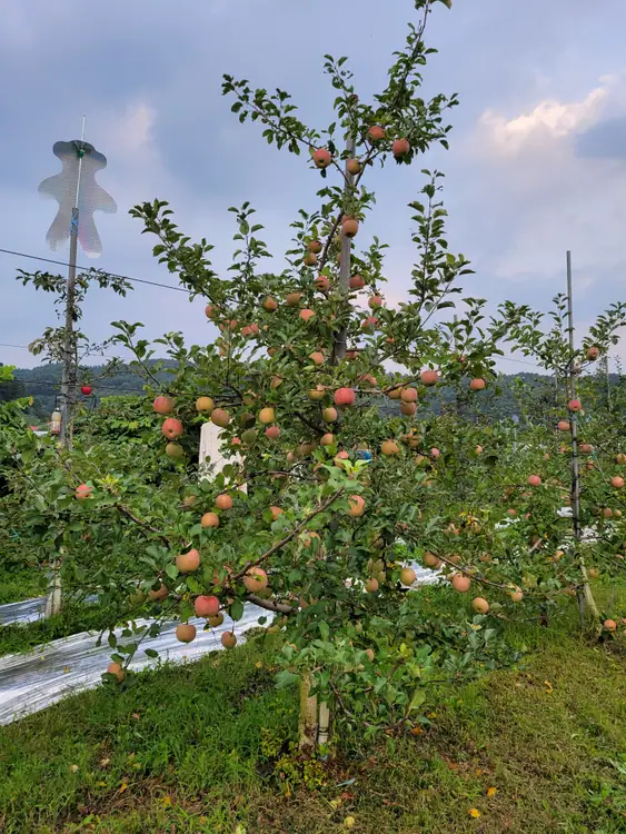 송송농원 사진 2