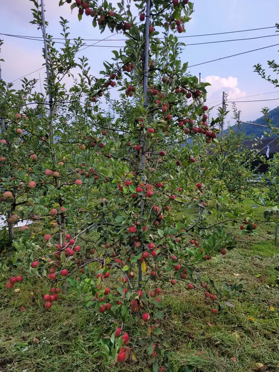 송송농원 사진 4