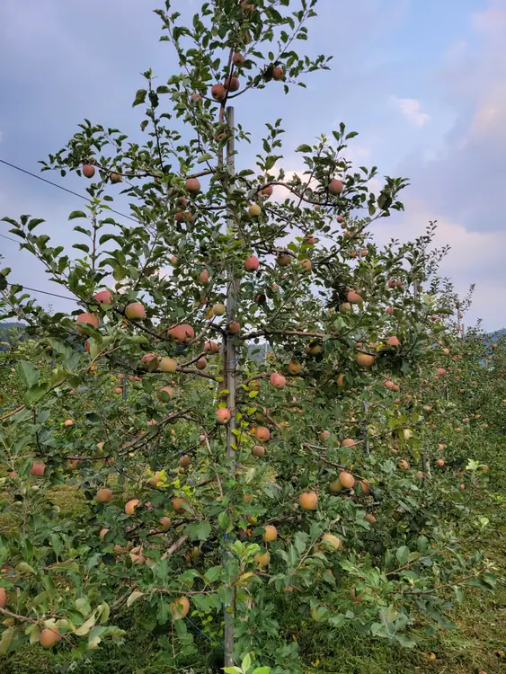 송송농원 사진 5