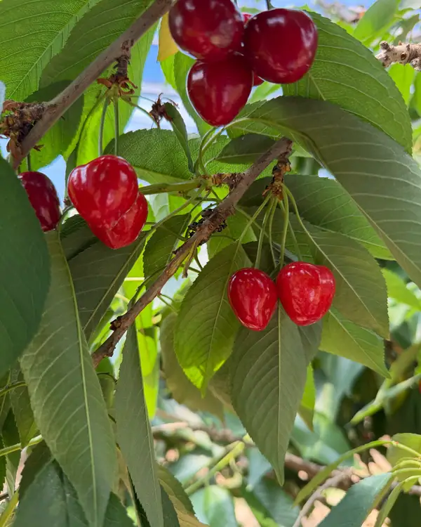 림스체리 사진 3