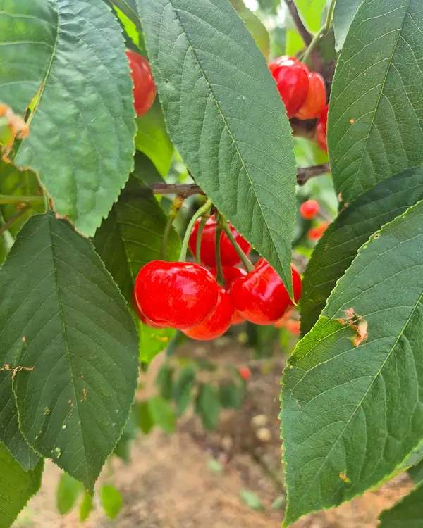 림스체리 사진 4