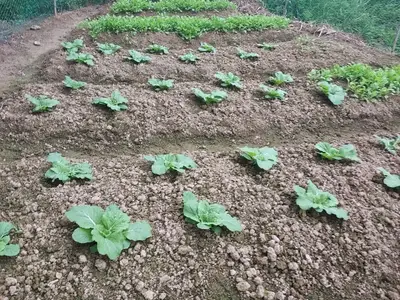 삼남매농장