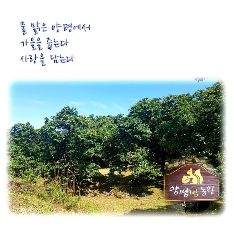 양평 밤농원 사진 2