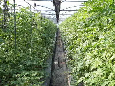 새울농장
