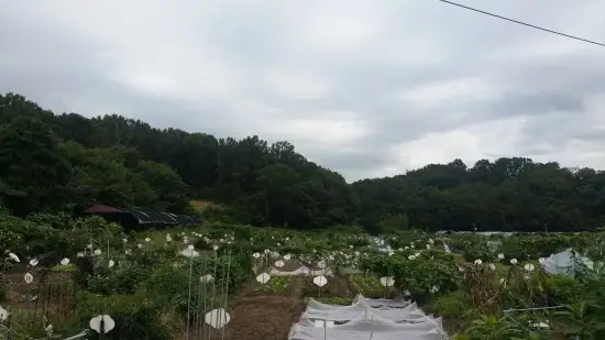 무수골주말농장 사진 3
