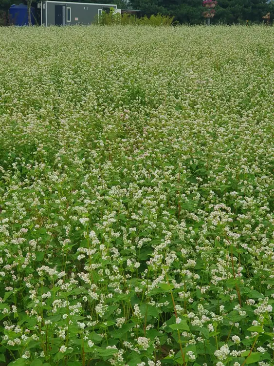 수원시시민농장 사진 4