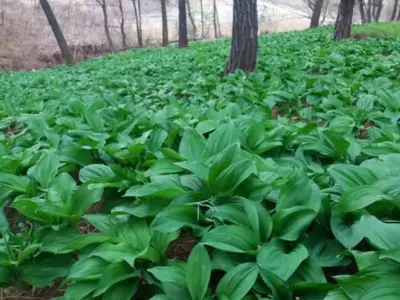아범농원