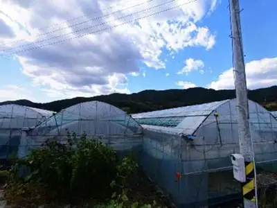 프레그래시팜
