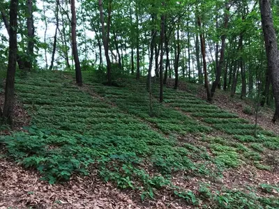 진삼애