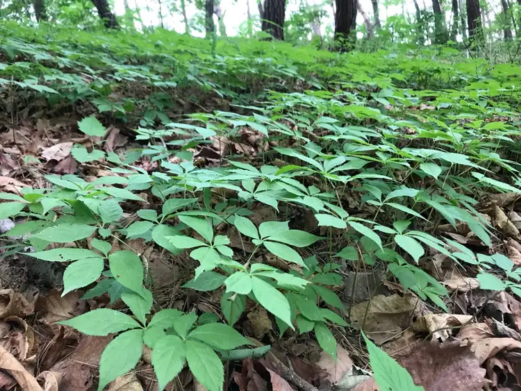 진삼애 사진 2