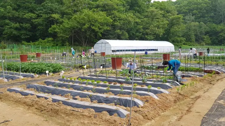 도시농부텃밭 사진 1