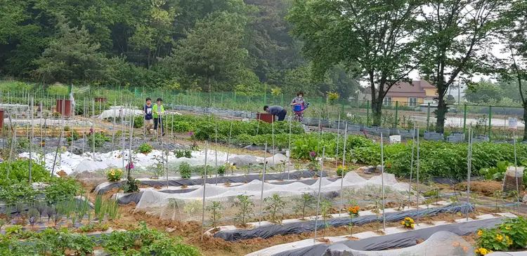 도시농부텃밭 사진 2