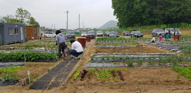도시농부텃밭 사진 3
