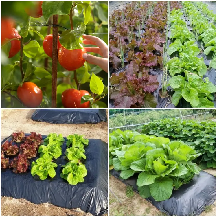 돌콩주말농장 사진 4