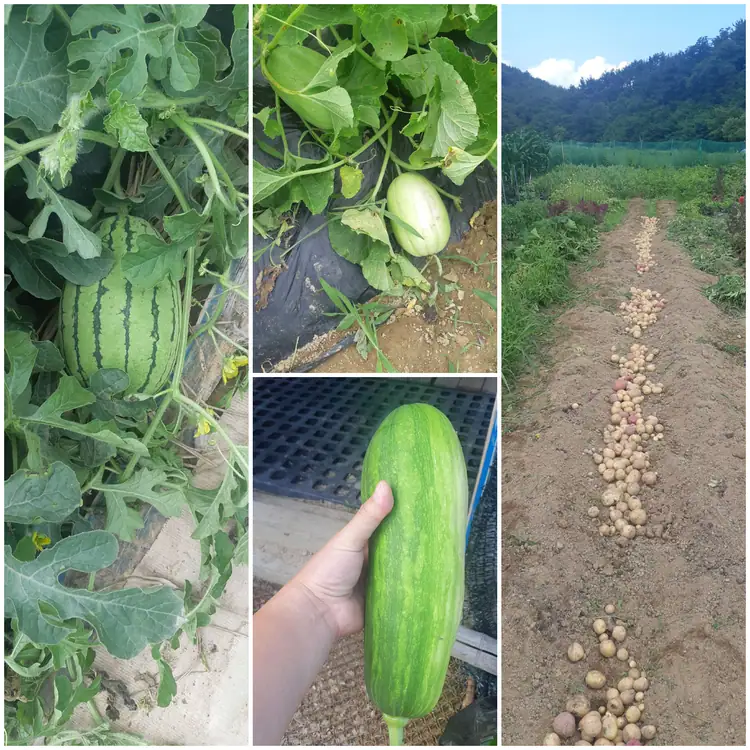 돌콩주말농장 사진 5