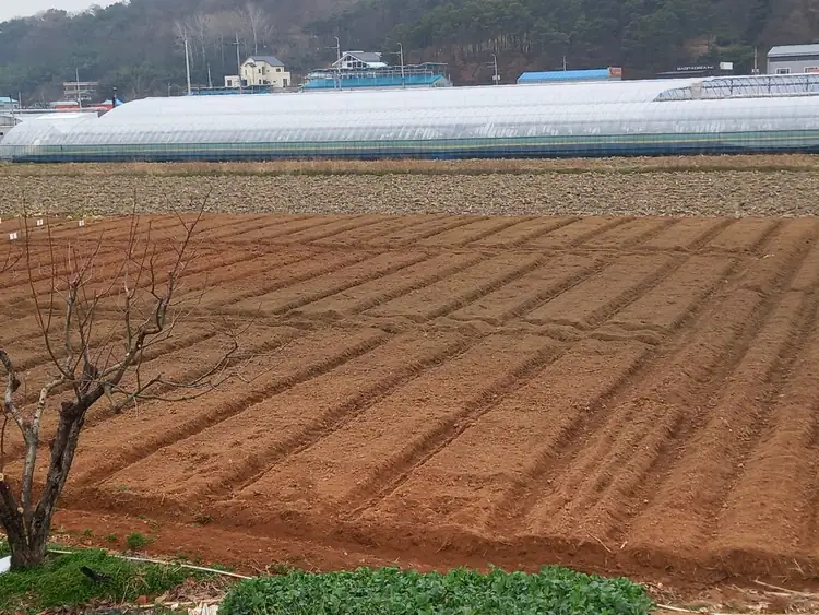 첨단 그린팜 주말농장 사진 5