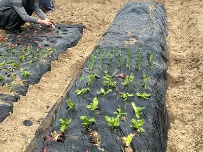 노고산주말농장