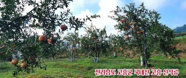 석류의 꿈 농장 사진 4