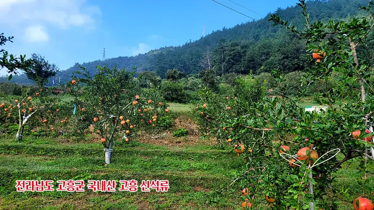 석류의 꿈 농장 사진 5